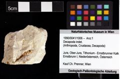 Foto (Objket + Etiketten) von Decapoda indet. 